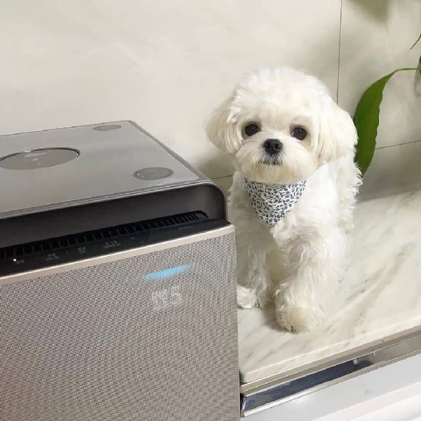 Maltese Toy (cuccioli maschio e femmina) | Foto 0