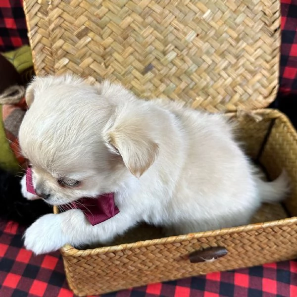  Chihuahua Toy (cuccioli maschio e femmina) | Foto 1