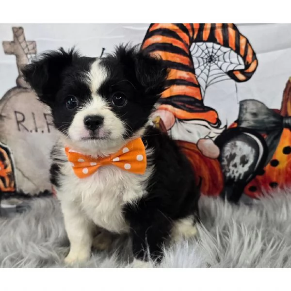 Chihuahua Toy (cuccioli maschio e femmina)