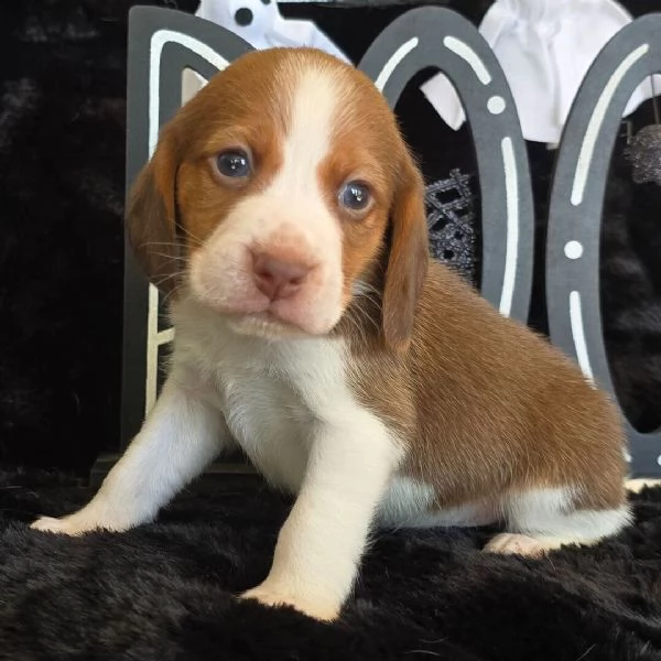 Beagle (cuccioli maschio e femmina) | Foto 0