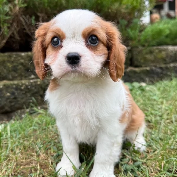 Cavalier King Charles (cuccioli maschio e femmina)