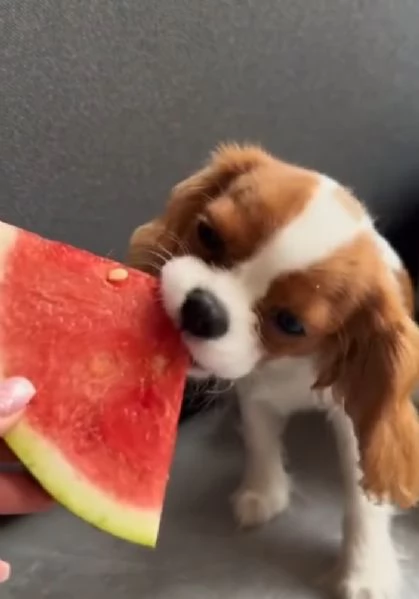 Cavalier King Charles (cuccioli maschio e femmina)