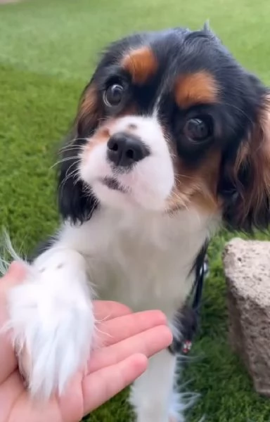 Cavalier King Charles (cuccioli maschio e femmina) | Foto 1