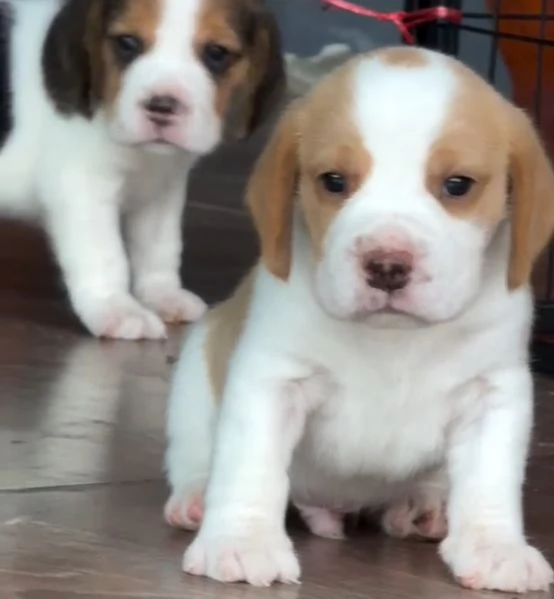Beagle  (cuccioli maschio e femmina) | Foto 0