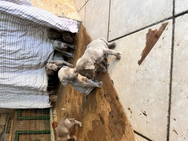 Cuccioli di weimaraner