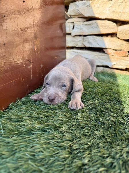 Cuccioli di weimaraner | Foto 3