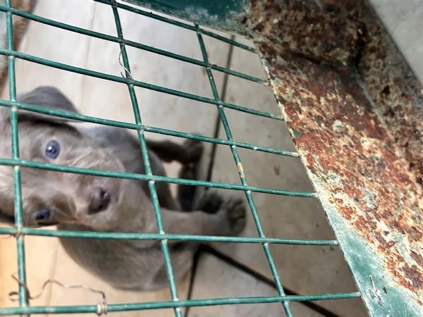Cuccioli di weimaraner | Foto 0
