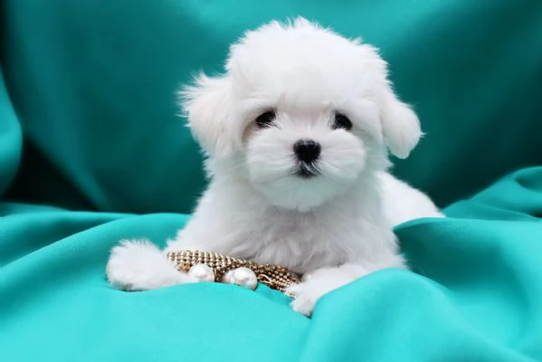 DUE MALTESE CUCCIOLI | Foto 0