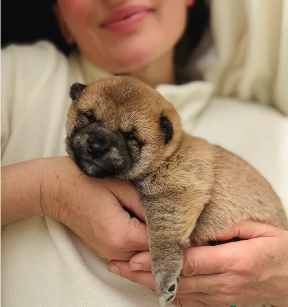 adorabili cuccioli di Shiba Inu per adozione | Foto 0