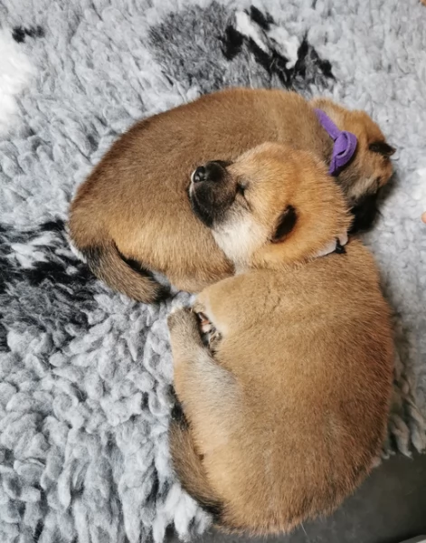 adorabili cuccioli di Shiba Inu per adozione | Foto 0