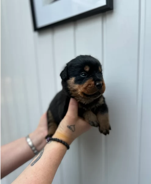 adorabili cuccioli di Rottweiler per adozione