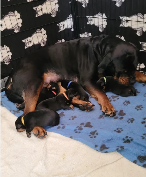 adorabili cuccioli di Rottweiler per adozione | Foto 1