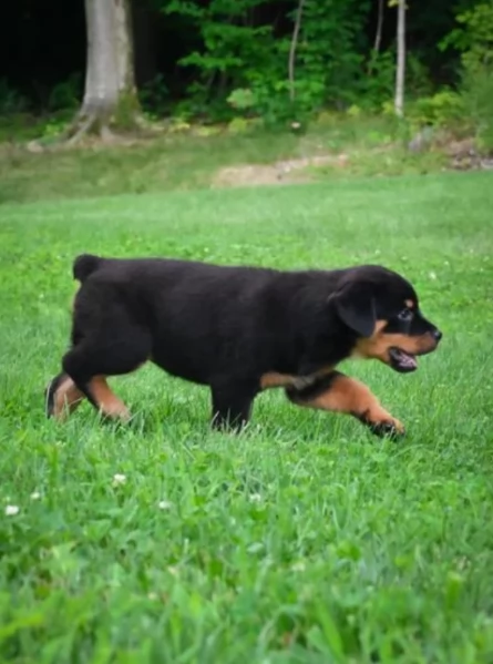 adorabili cuccioli di Rottweiler per adozione | Foto 0