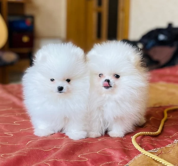 deliziosi cuccioli di toy pomerania per adozione