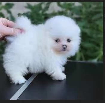 deliziosi cuccioli di toy pomerania per adozione | Foto 3