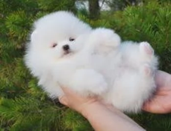 deliziosi cuccioli di toy pomerania per adozione | Foto 1
