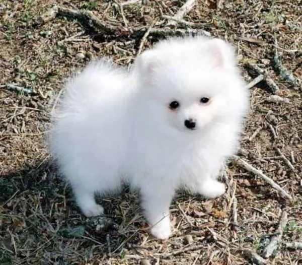 deliziosi cuccioli di toy pomerania per adozione | Foto 2