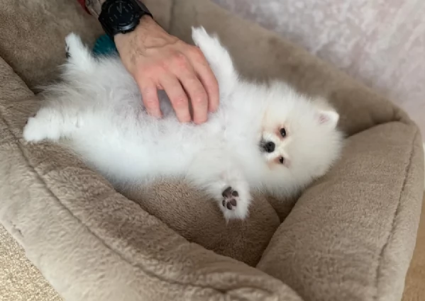 deliziosi cuccioli di toy pomerania per adozione | Foto 6