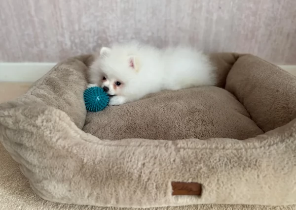 deliziosi cuccioli di toy pomerania per adozione