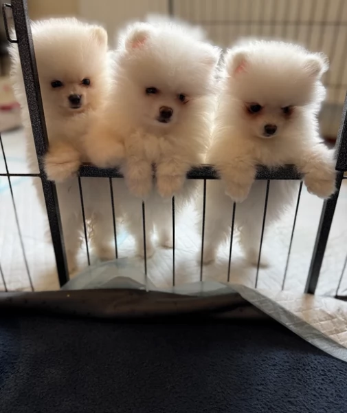 deliziosi cuccioli di toy pomerania per adozione | Foto 1