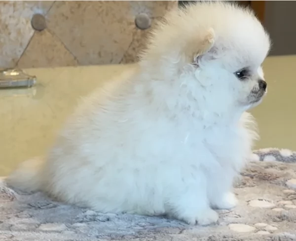 deliziosi cuccioli di toy pomerania per adozione | Foto 0
