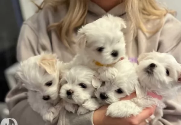 deliziosi cuccioli di toy maltese per adozione