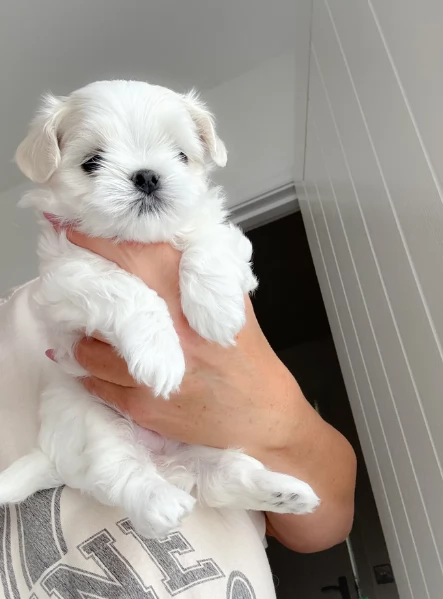 deliziosi cuccioli di toy maltese per adozione