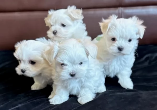 deliziosi cuccioli di toy maltese per adozione | Foto 2