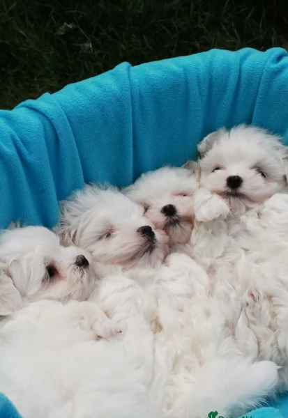 deliziosi cuccioli di toy maltese per adozione | Foto 4
