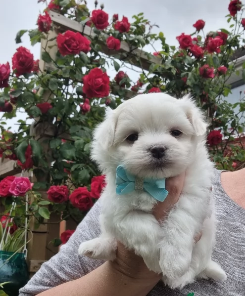 deliziosi cuccioli di toy maltese per adozione | Foto 2
