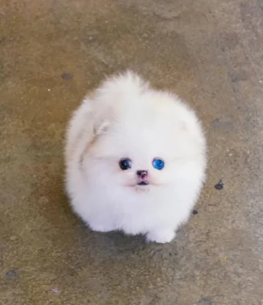 Preziosi cuccioli di Pomerania in adozione | Foto 0