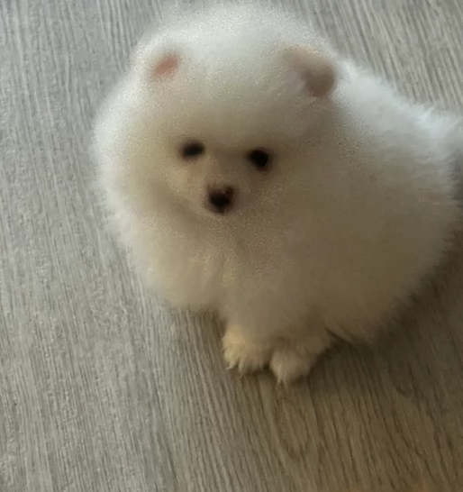 Preziosi cuccioli di Pomerania in adozione | Foto 3