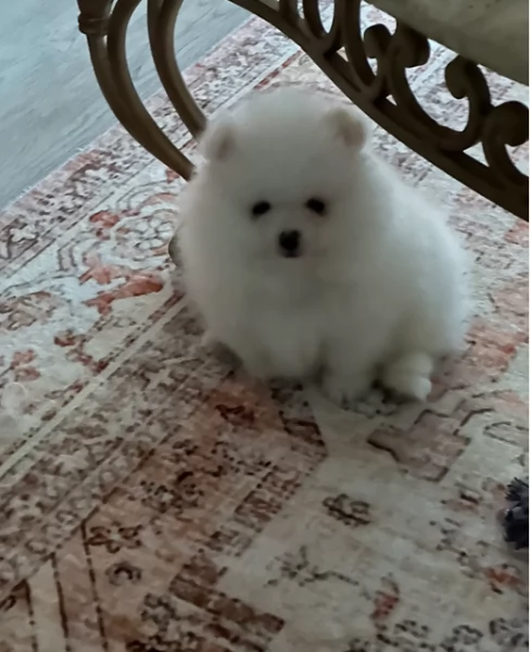 Preziosi cuccioli di Pomerania in adozione | Foto 2