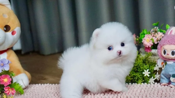 Preziosi cuccioli di Pomerania in adozione | Foto 5