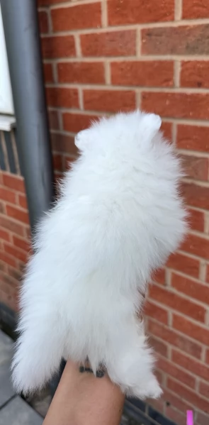 Preziosi cuccioli di Pomerania in adozione | Foto 3