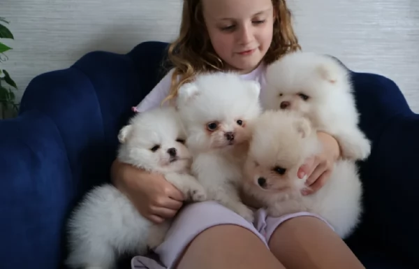 Preziosi cuccioli di Pomerania in adozione | Foto 2