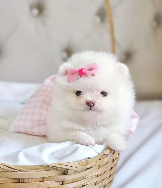 Preziosi cuccioli di Pomerania in adozione | Foto 0