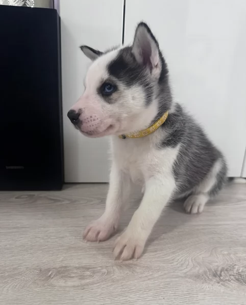 deliziosi cuccioli di Husky per adozione | Foto 1