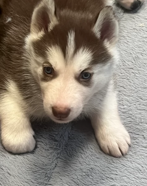 deliziosi cuccioli di Husky per adozione | Foto 1