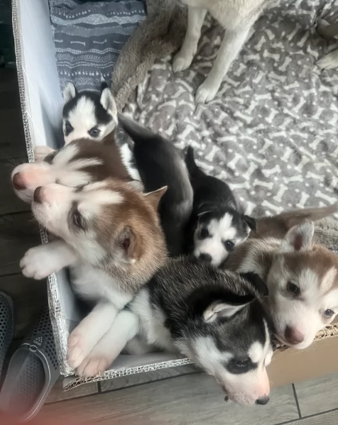 deliziosi cuccioli di Husky per adozione | Foto 3