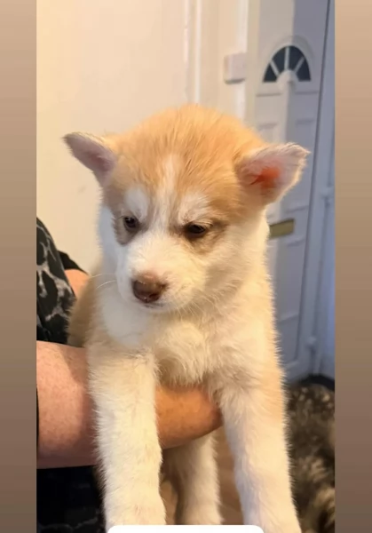 deliziosi cuccioli di Husky per adozione | Foto 4