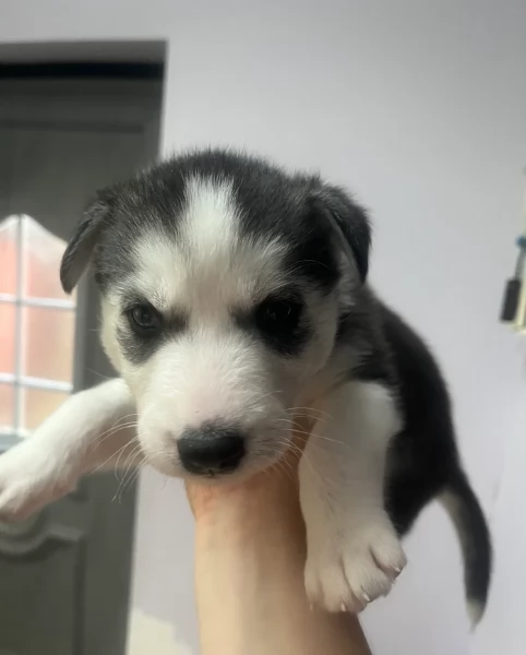 deliziosi cuccioli di Husky per adozione | Foto 0