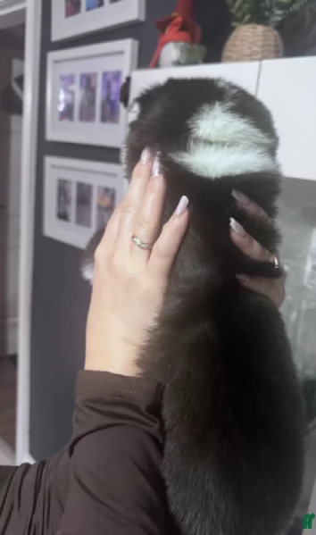 deliziosi cuccioli di Husky per adozione | Foto 4