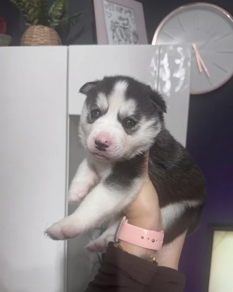deliziosi cuccioli di Husky per adozione | Foto 3