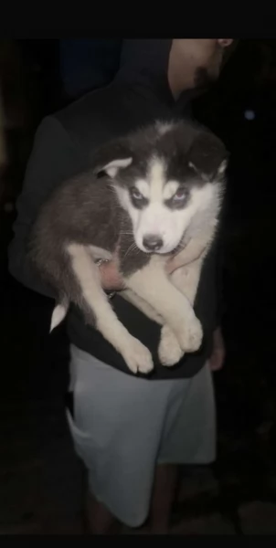 deliziosi cuccioli di Husky per adozione | Foto 2