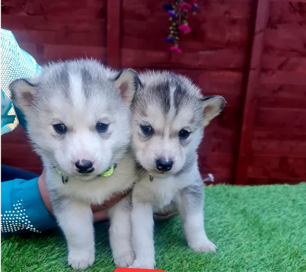 deliziosi cuccioli di Husky per adozione | Foto 1