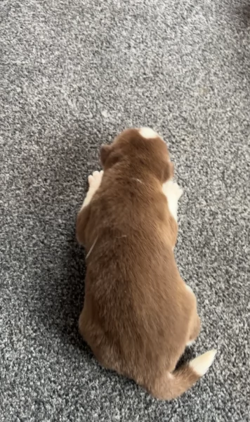 deliziosi cuccioli di Husky per adozione | Foto 5