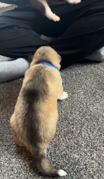 deliziosi cuccioli di Husky per adozione | Foto 3