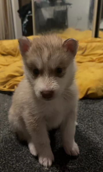 deliziosi cuccioli di Husky per adozione | Foto 1