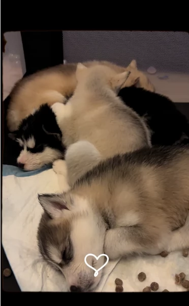 deliziosi cuccioli di Husky per adozione